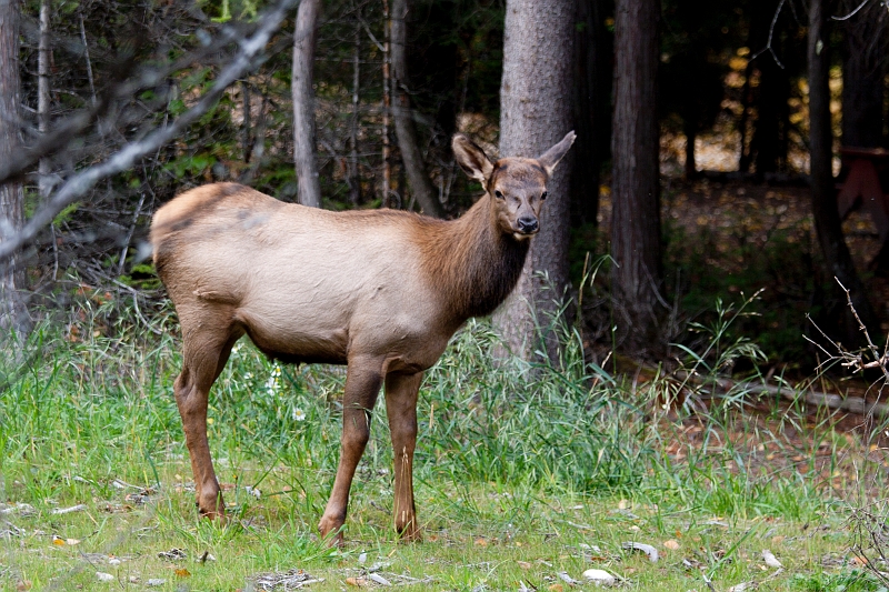EmeraldLake087.jpg - Deer near Cathedral Mountain Resort