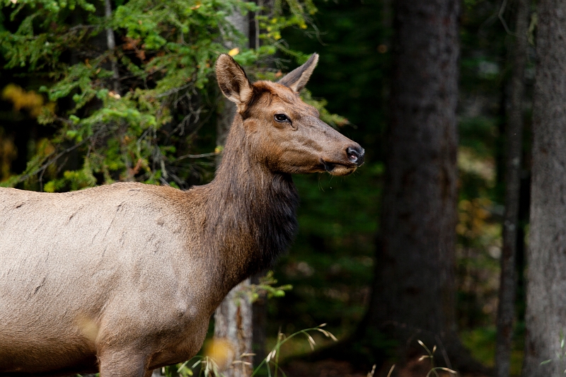 EmeraldLake088.jpg - Deer near Cathedral Mountain Resort