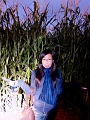 CornMaze001