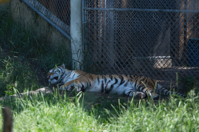 EdmontonZoo007.jpg