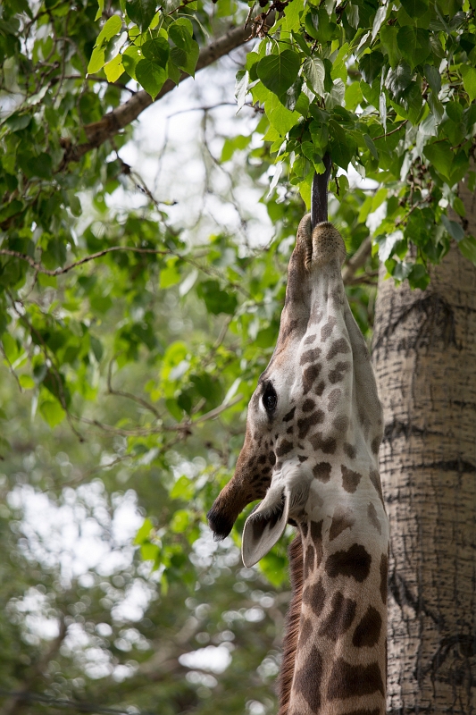 CalgaryZoo022.jpg