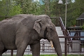 CalgaryZoo055