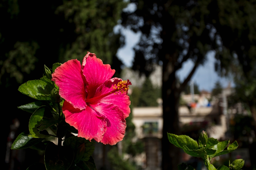 Taormina024.jpg - Taormina Public Gardens