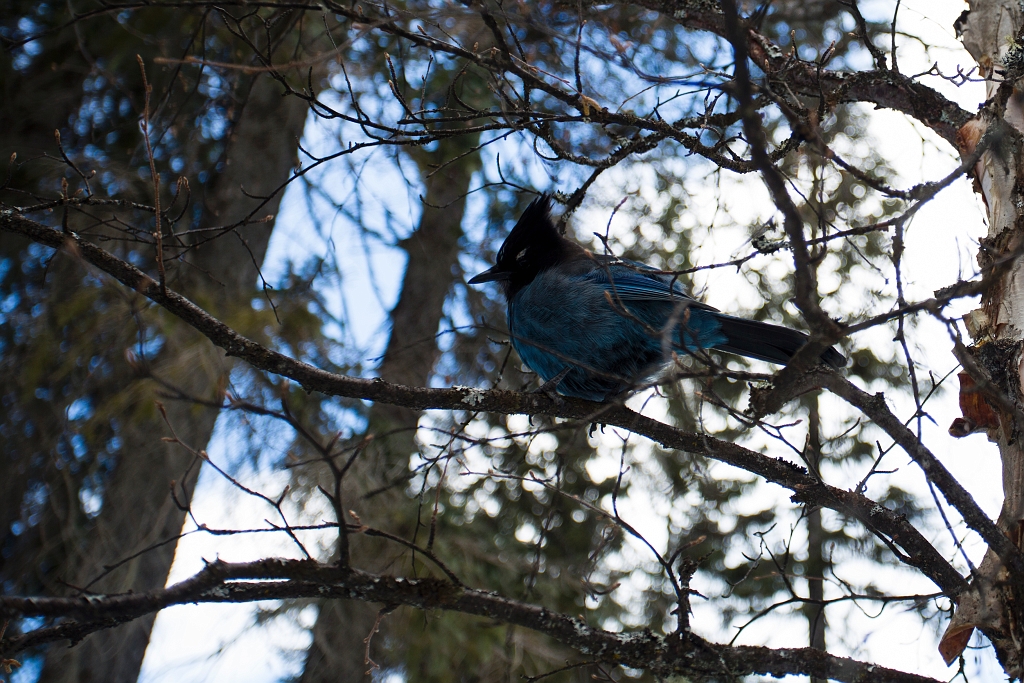 Anniversary044.jpg - Emerald Lake Lodge