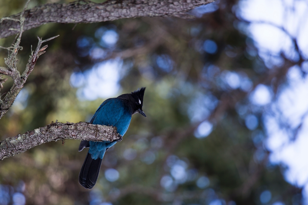 Anniversary046.jpg - Emerald Lake Lodge
