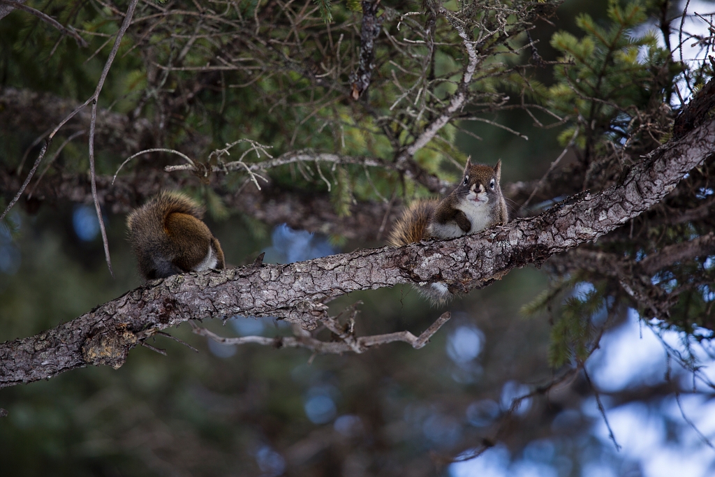 Anniversary047.jpg - Emerald Lake Lodge