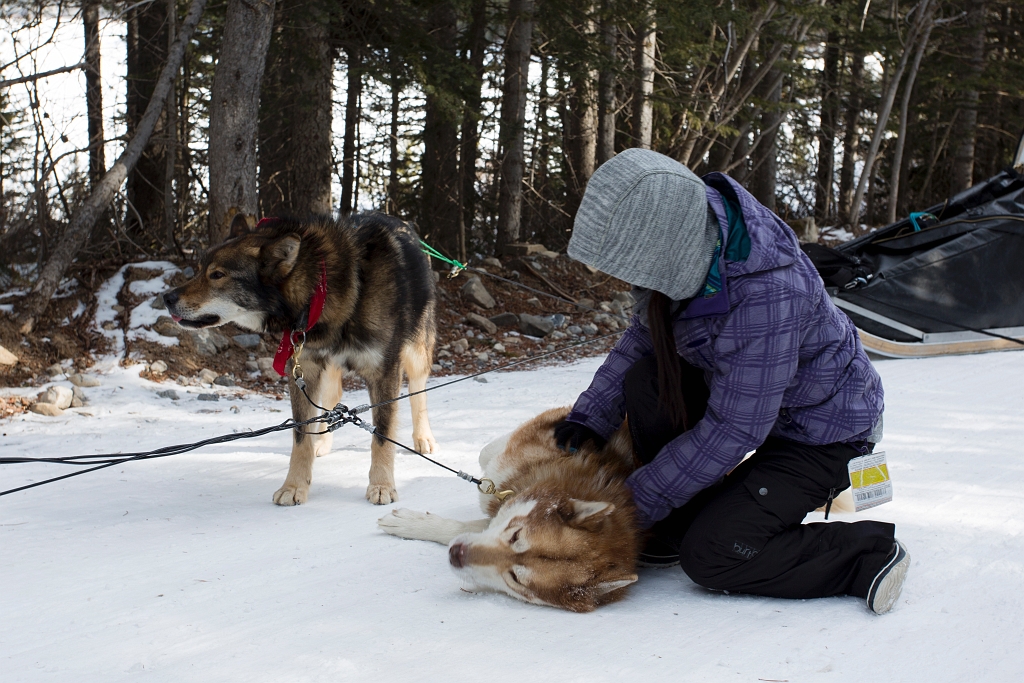 DogSledding016.jpg