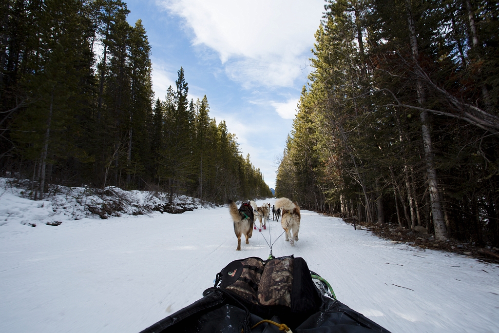DogSledding025.jpg