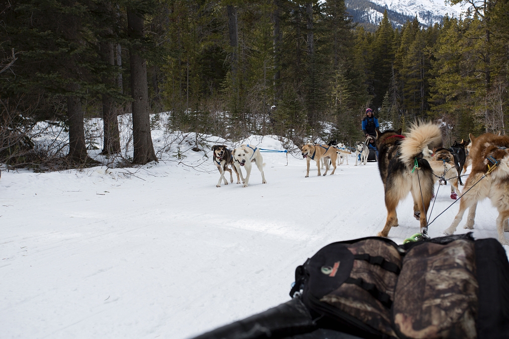 DogSledding037.jpg