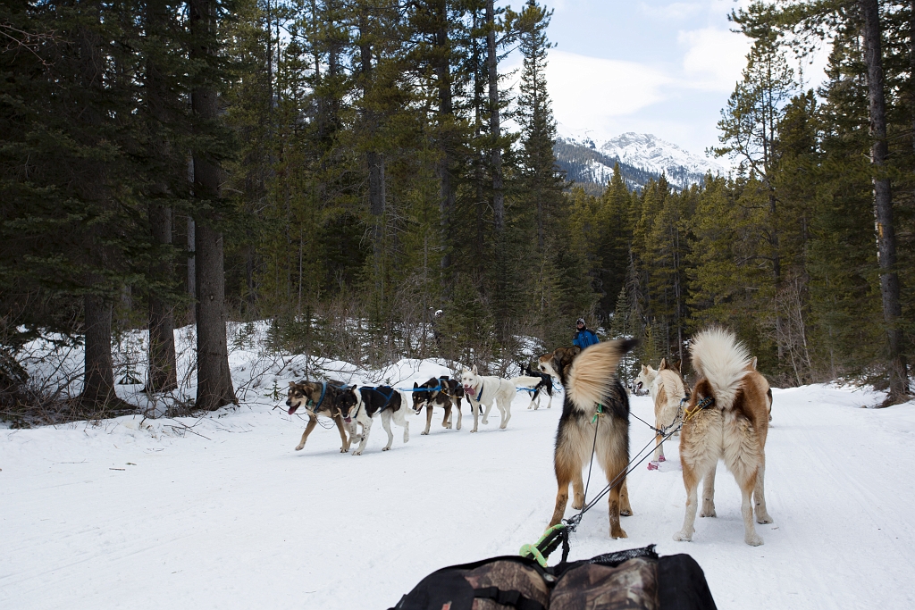 DogSledding038.jpg