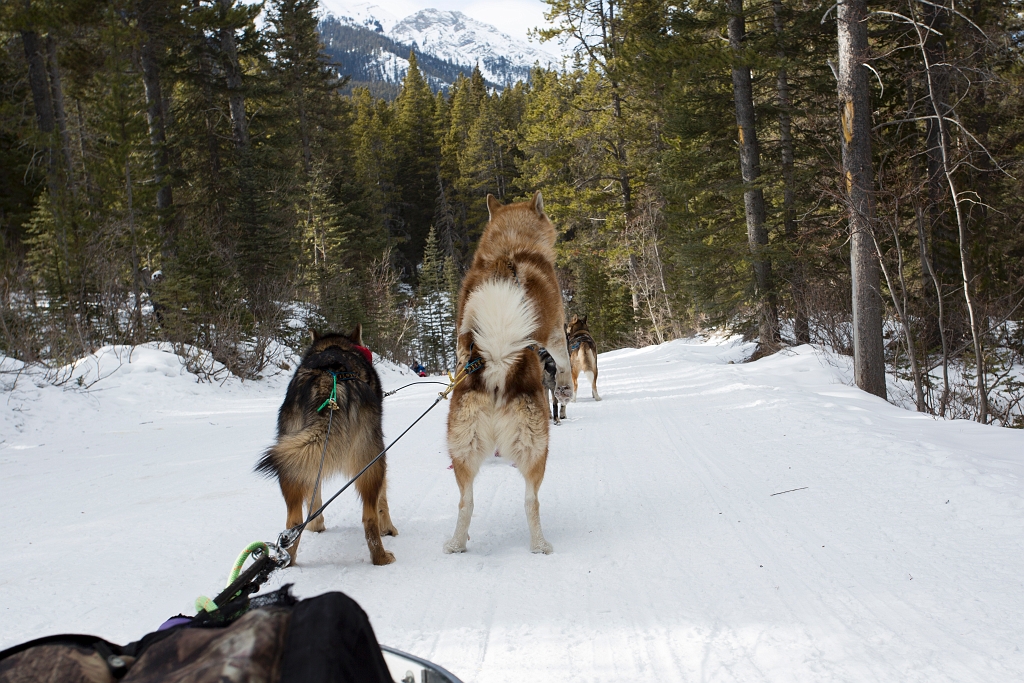 DogSledding040.jpg