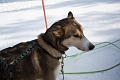 DogSledding006