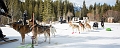 DogSledding008