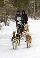 DogSledding011