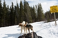 DogSledding013