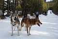 DogSledding019