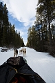 DogSledding030