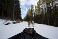 DogSledding032