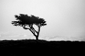 PebbleBeach024