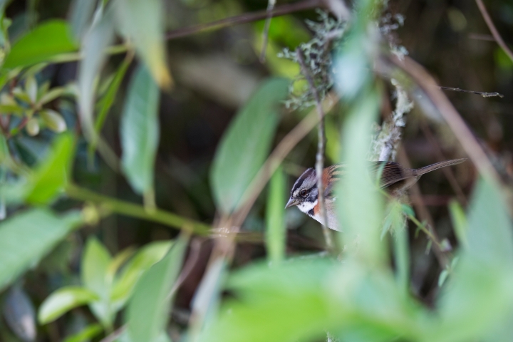 MachuPicchu283.jpg - Machu Picchu