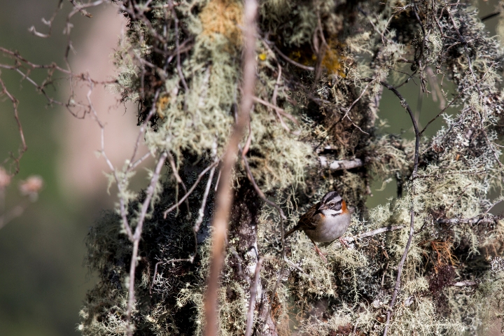 MachuPicchu284.jpg - Machu Picchu
