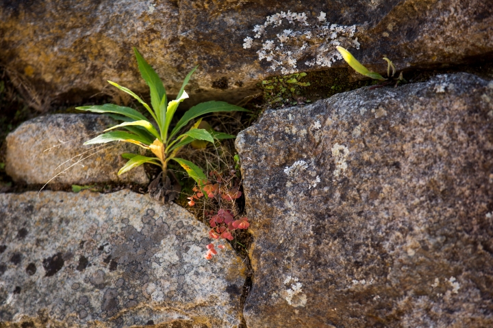 MachuPicchu295.jpg - Intipunku (Sun Gate)