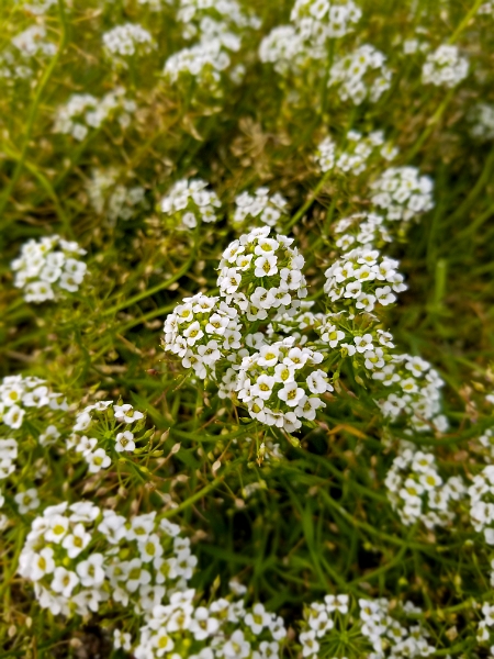 Tallinn027.jpg - Tallinn