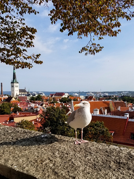 Tallinn074.jpg - Viewing Platforms