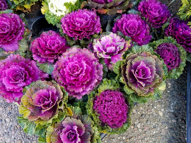 Skagen020.jpg - Skagen