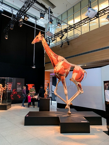 BodyWorlds005.jpg