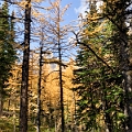 LarchValley020